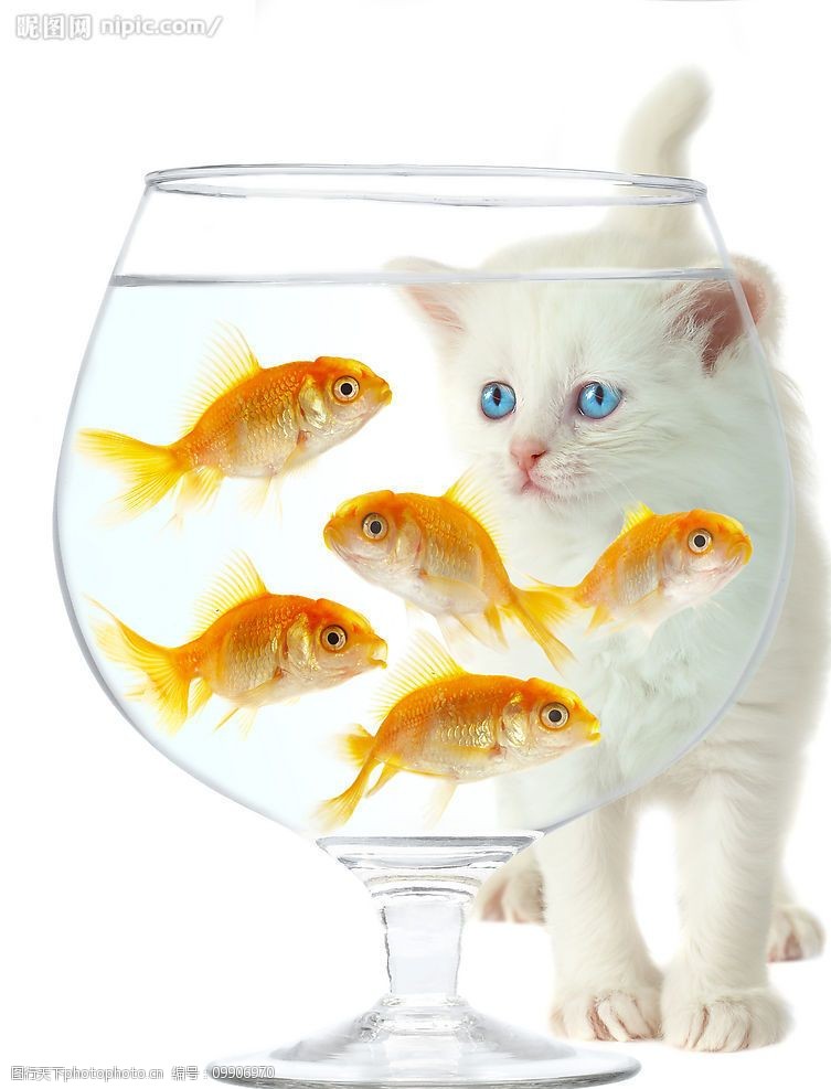 看金鱼图片素材