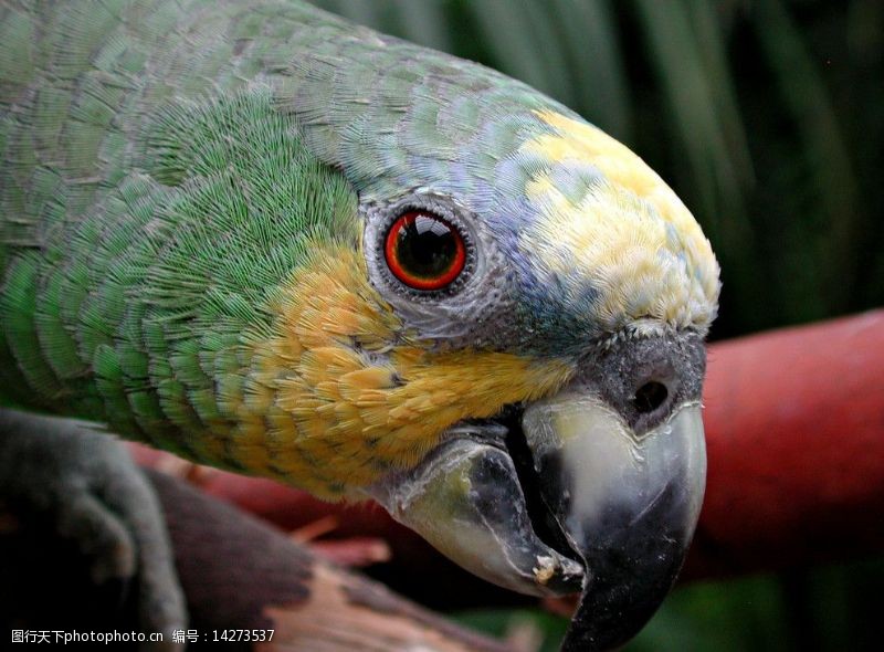 橙翅亚马逊鹦鹉图片素材