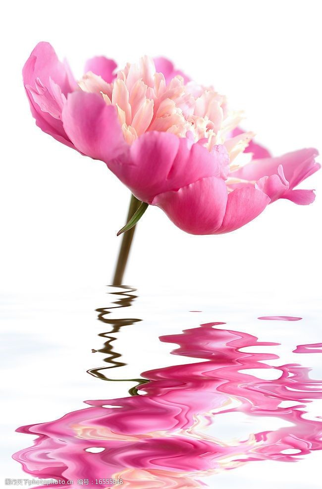 印刷适用水中的粉红色花朵图片素材