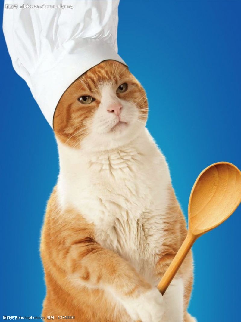 加菲猫猫厨师图片