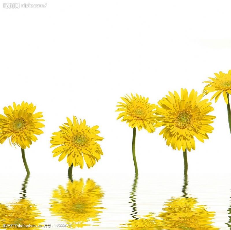 印刷适用黄色的雏菊图片素材