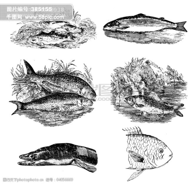 甲鱼主图免费下载鱼类贝甲壳类欧美古典线条矢量素材