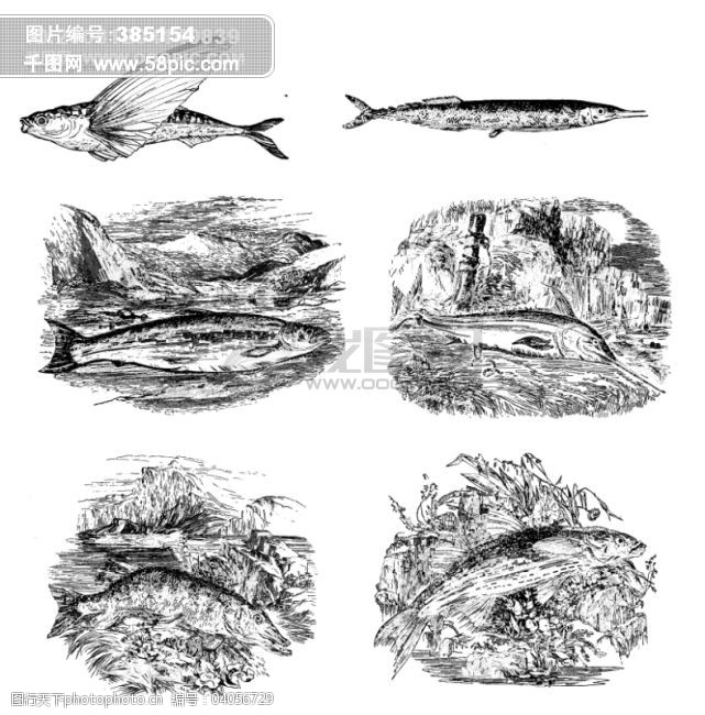 甲鱼主图免费下载鱼类贝甲壳类欧美古典线条矢量素材