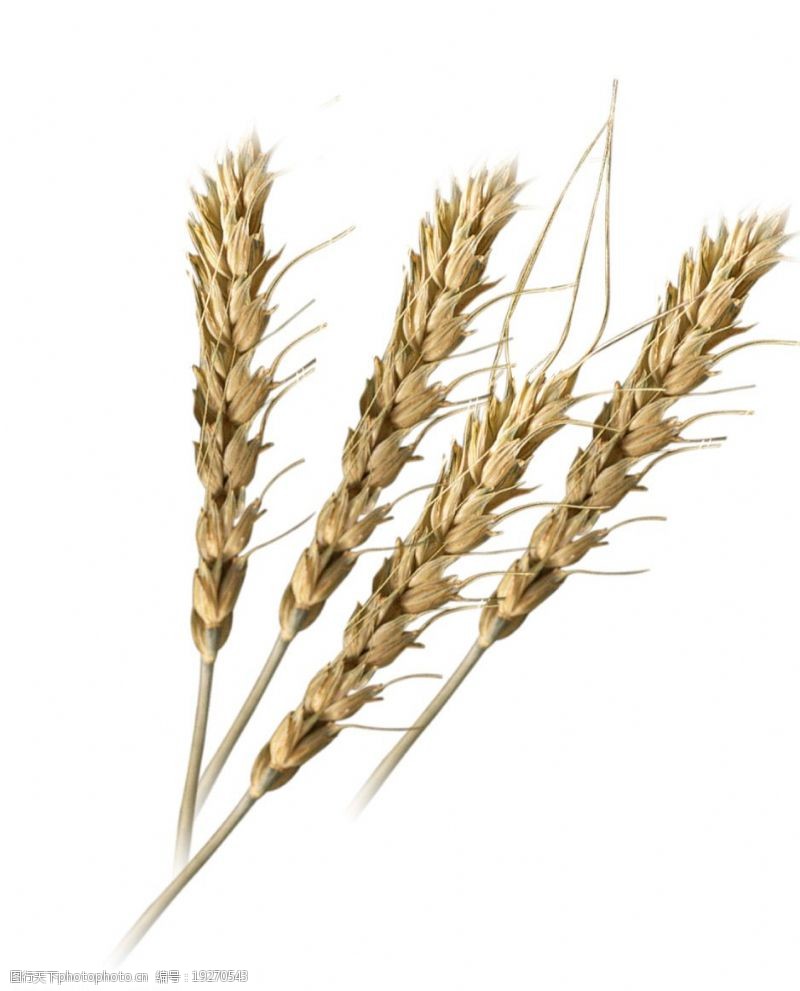 稻米麦穗图片