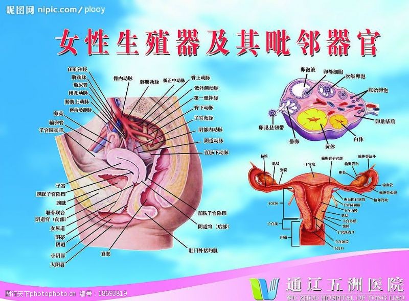 女性生殖系统图图片