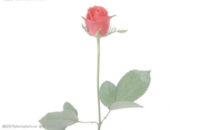 玫瑰花模板下载玫瑰图片