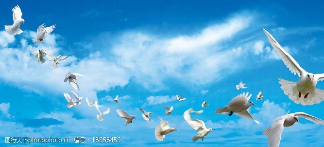 高清晰印刷用蓝天与白鸽图片
