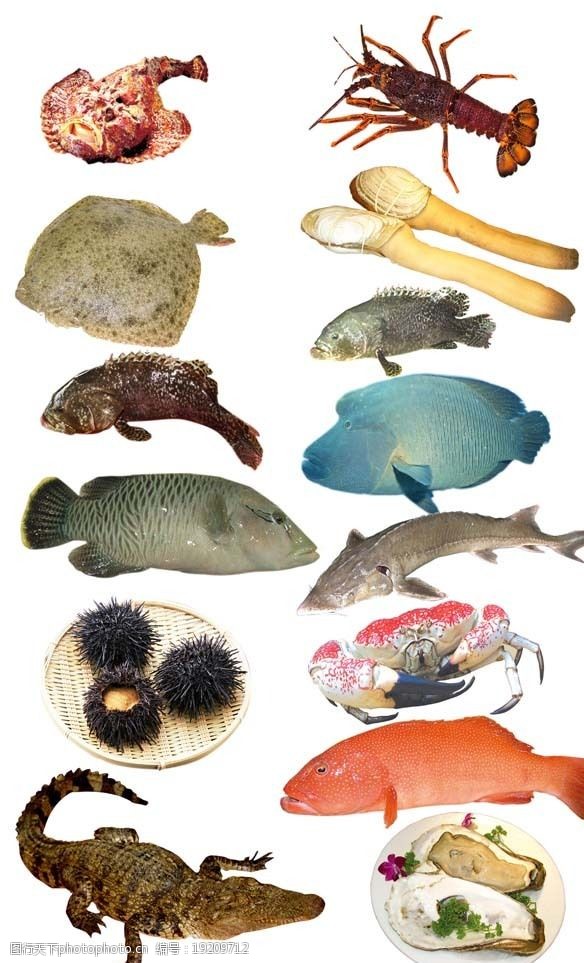 石斑鱼海鲜素材14种图片