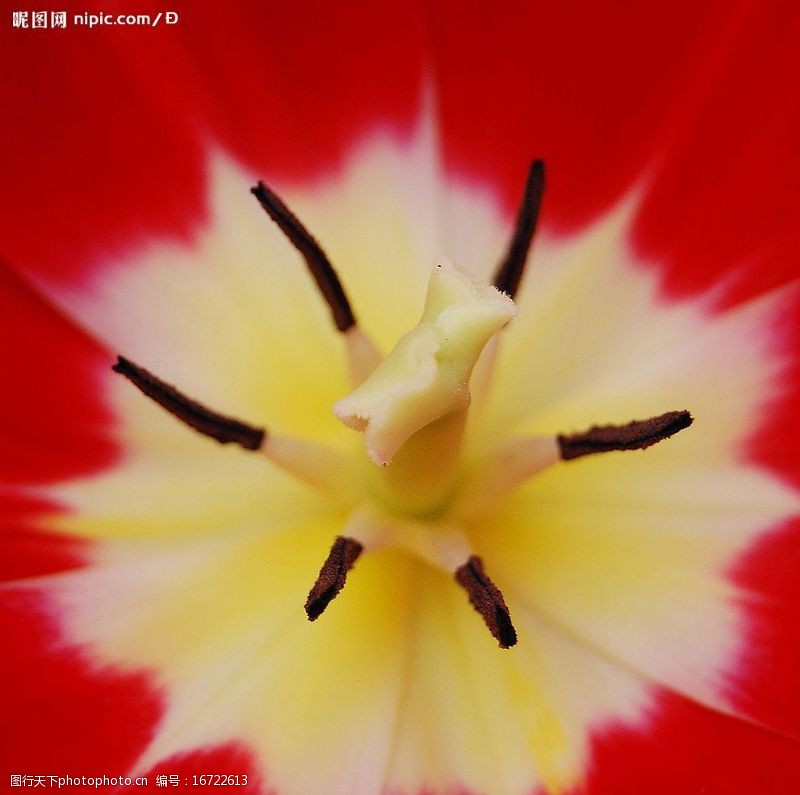 郁金香花蕊图片免费下载 郁金香花蕊素材 郁金香花蕊模板 图行天下素材网