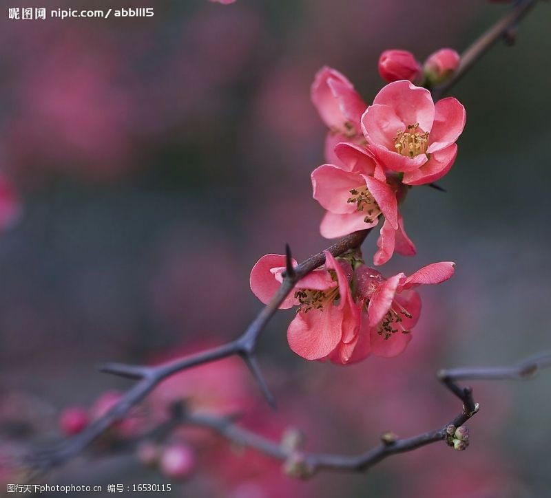 二月花图片免费下载 二月花素材 二月花模板 图行天下素材网