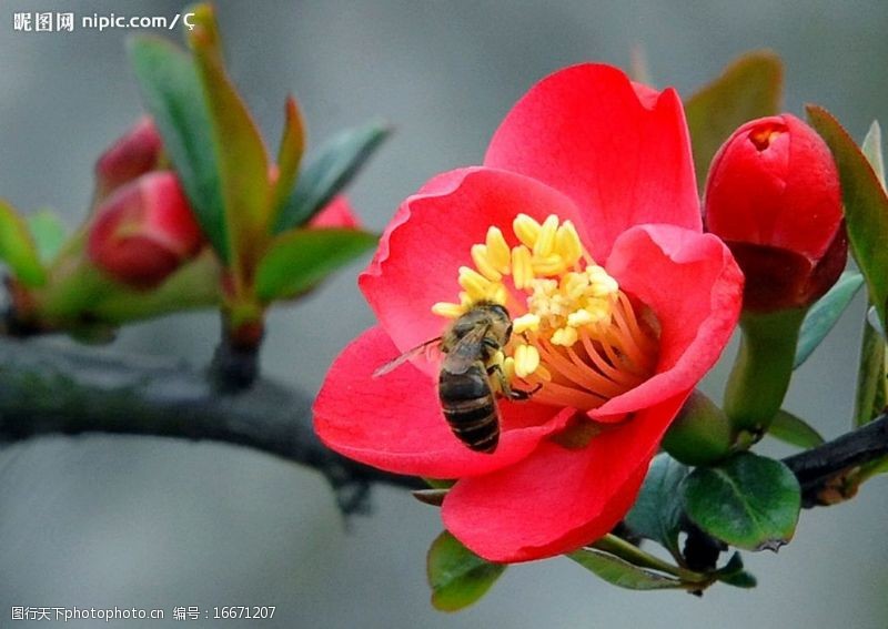 海棠蜂舞花间图片