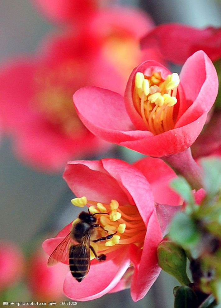 海棠蜂舞花间图片