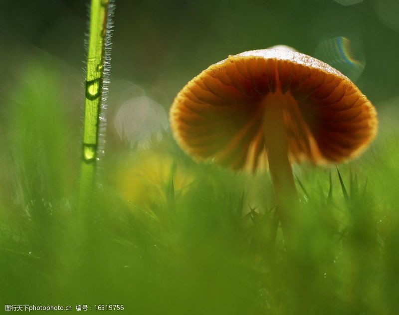 花菇雨后的蘑菇图片
