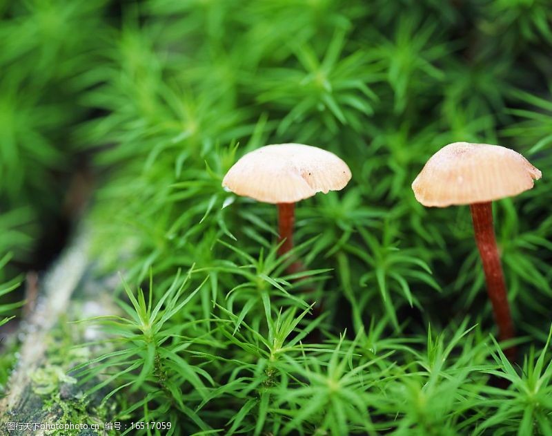 花菇草丛里的蘑菇图片