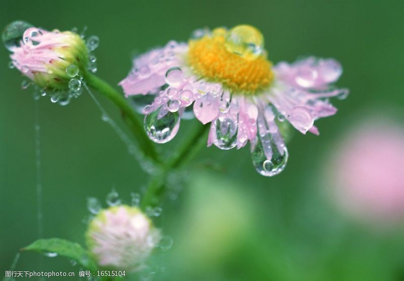 雨后的野草雨后的小野菊图片