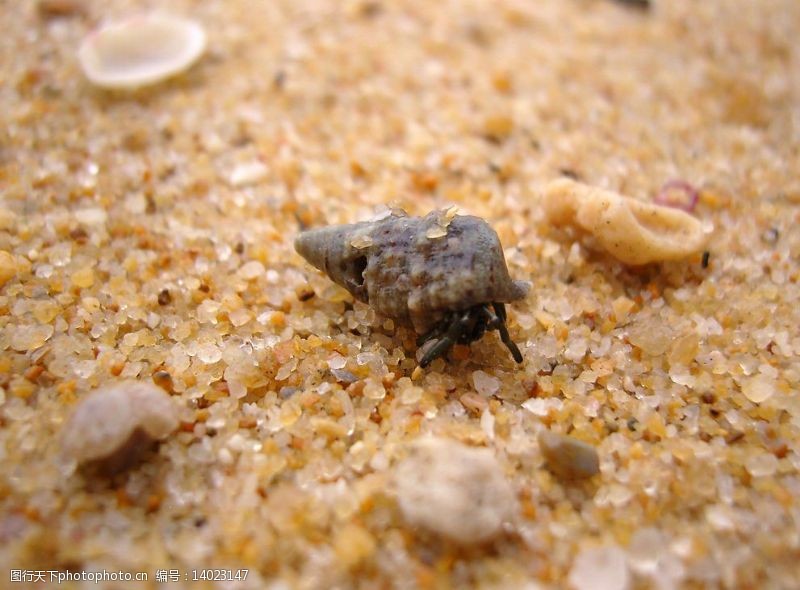 金色沙滩沙滩上的寄居蟹图片