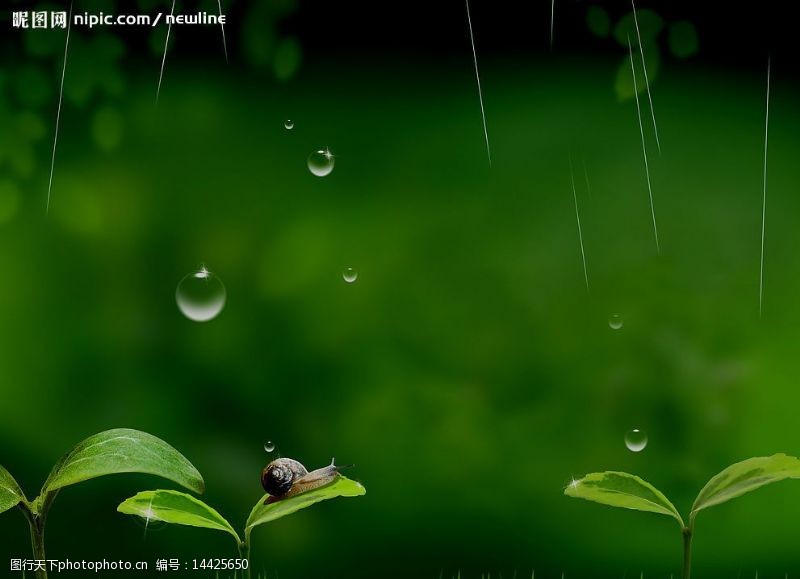 蜗蜗綠色世界图片