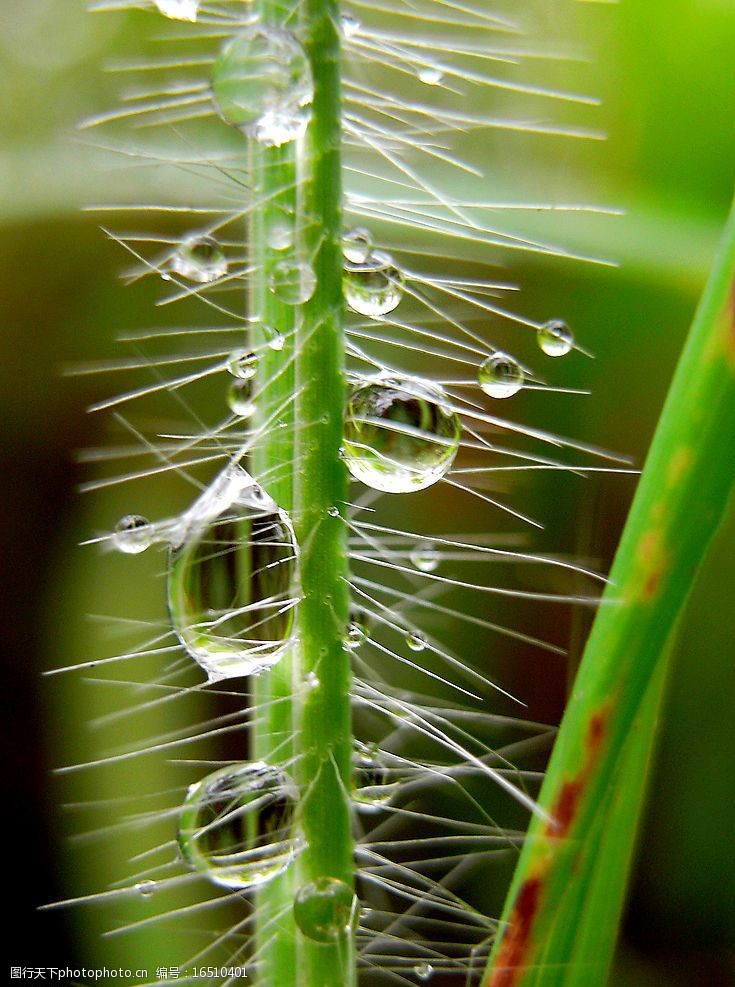 雨后的野草野草上的雨珠图片