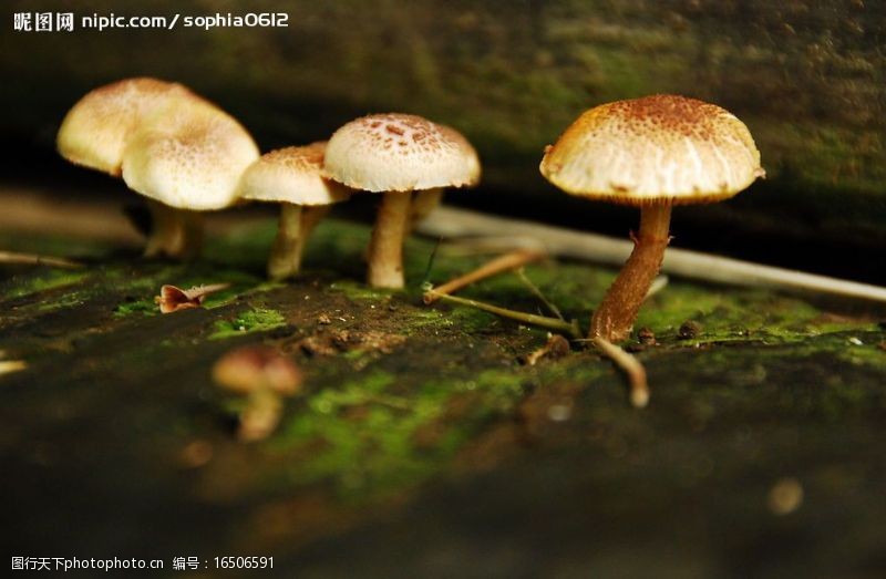 花菇蕈菇图片