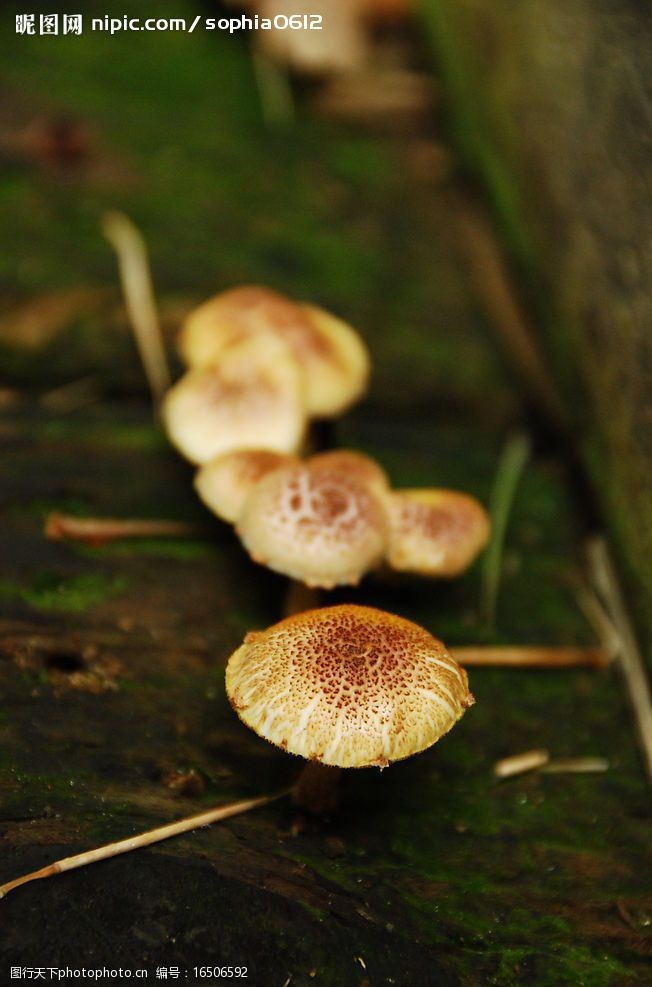 花菇蕈菇图片