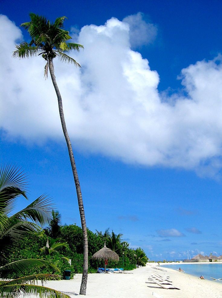 马尔代夫沙滩海边的椰树图片