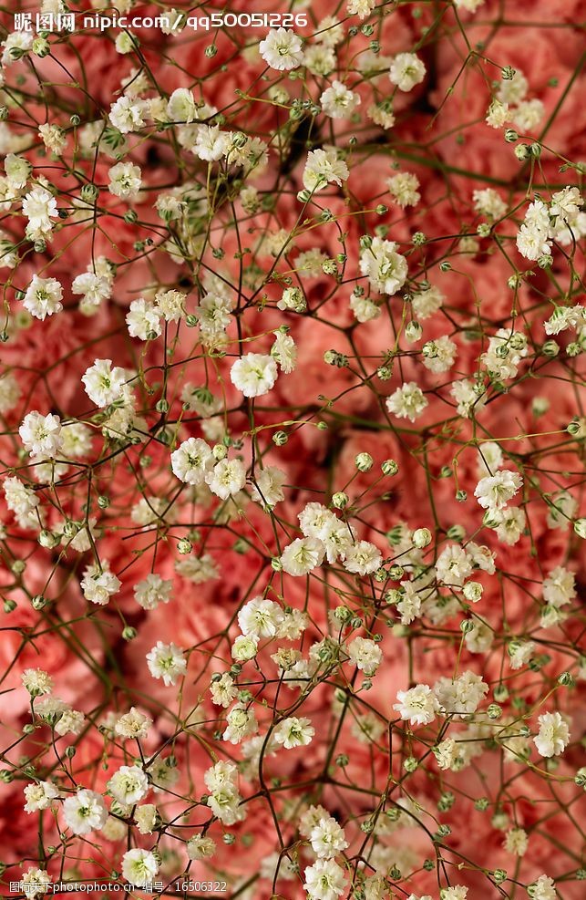 flowers花朵背景图片