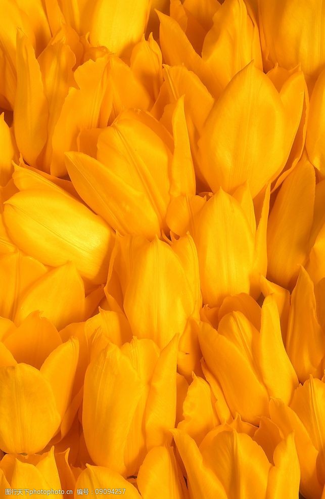flowers黄色郁金香图片