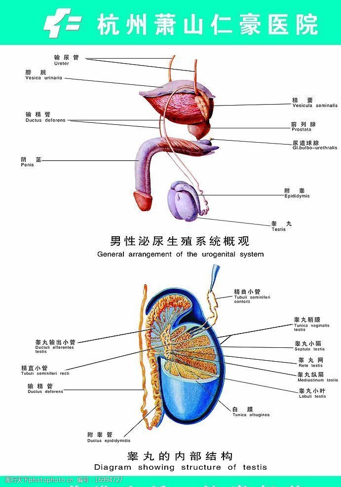 生殖系统图男性泌尿生殖系统概观图片