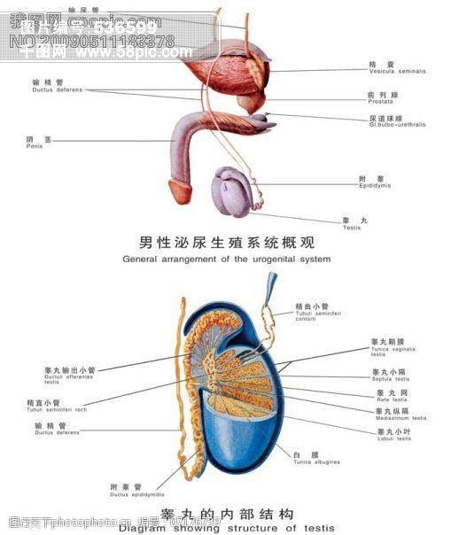 系统分层架构图医疗人体科室挂图13男性泌尿生殖系统概观