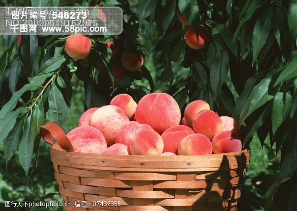 谷物免费下载桃子图片