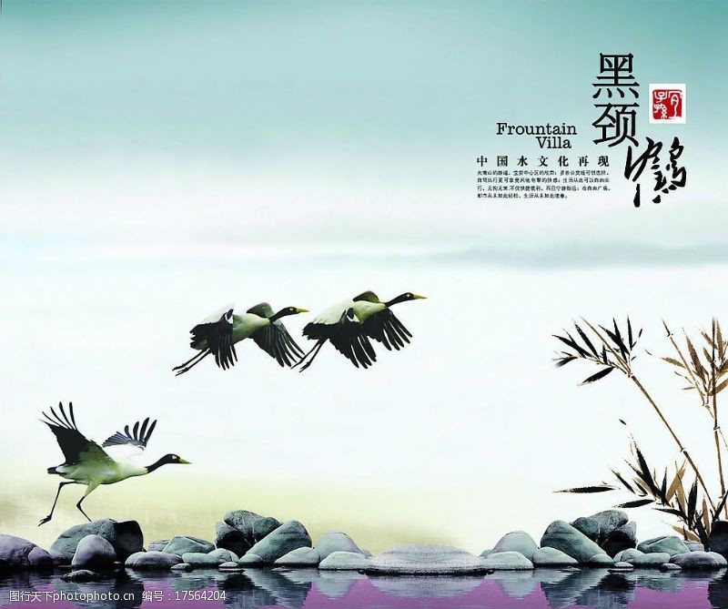黑颈鹤广告图片