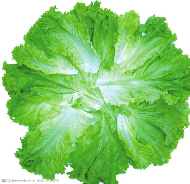 绿色食品底色生菜叶白菜图片