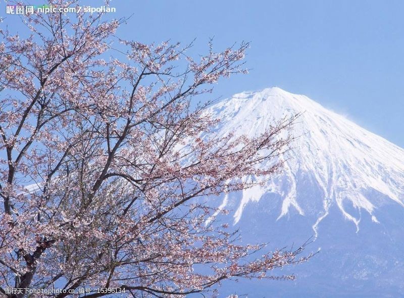 秀丽风景富士山梅花图片