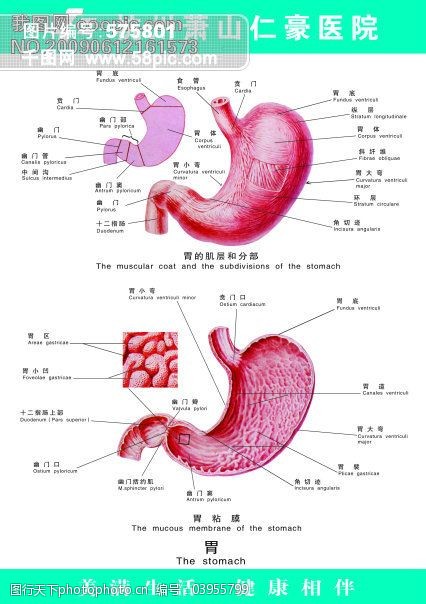 内脏胃肠器官