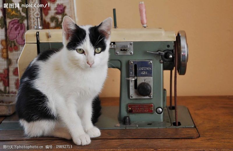 缝纫机小花猫图片