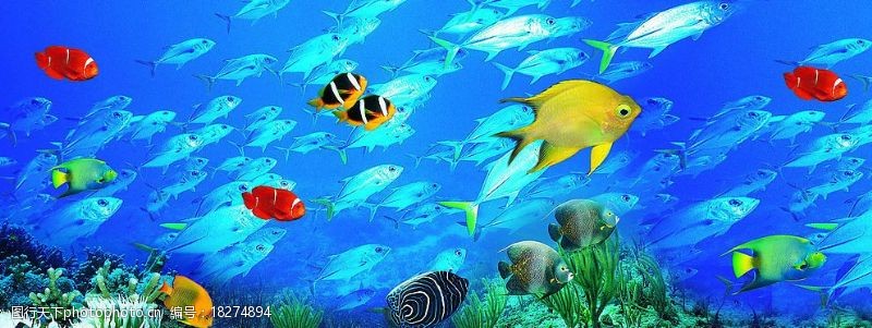 草鱼海底世界图片