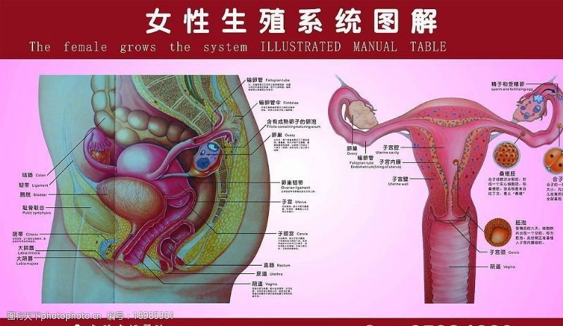 生殖系统图生殖器展板图片