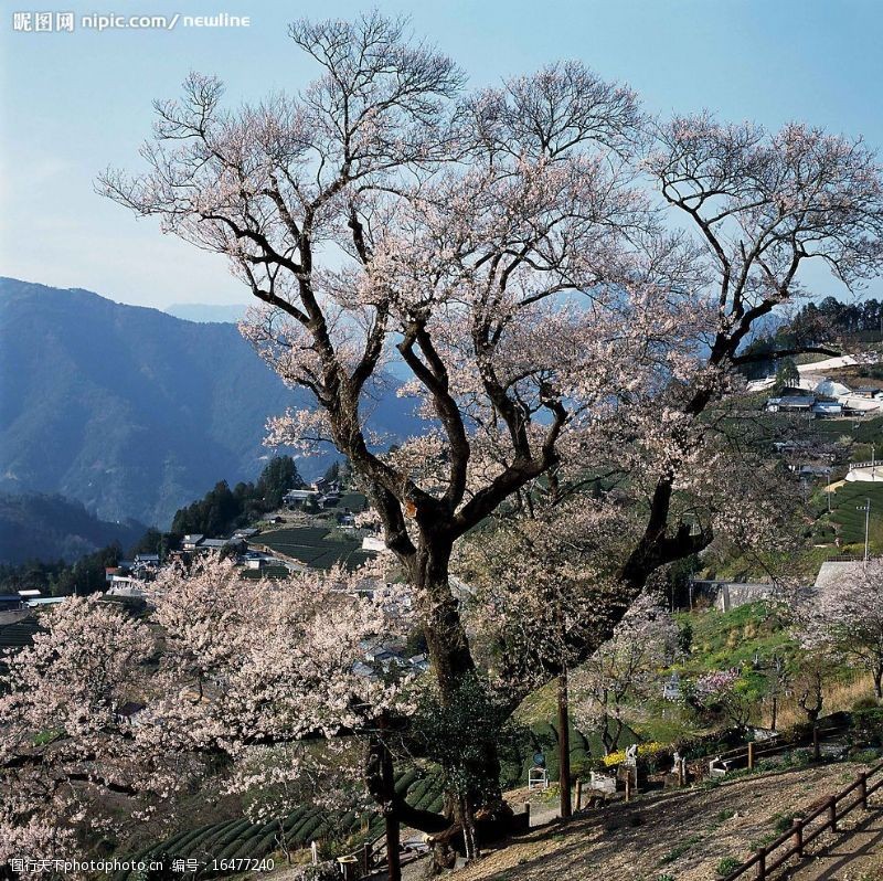 雲彩葫蘆櫻樹图片