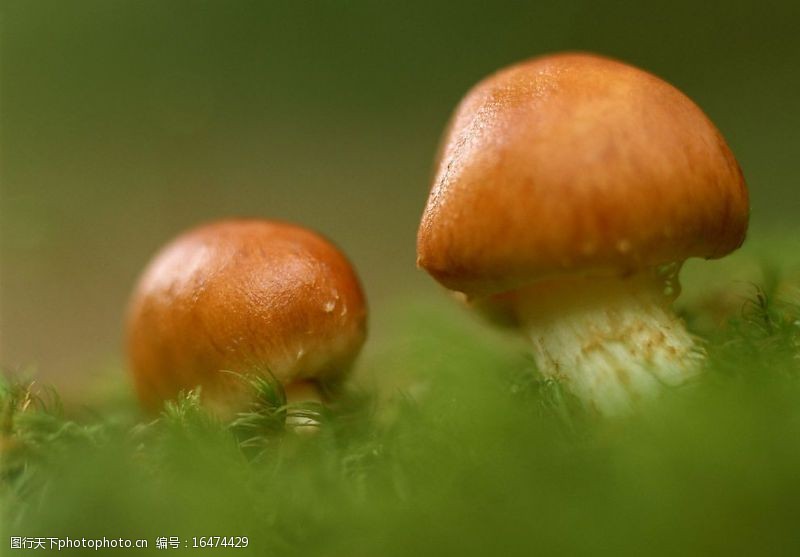 花菇蘑菇图片