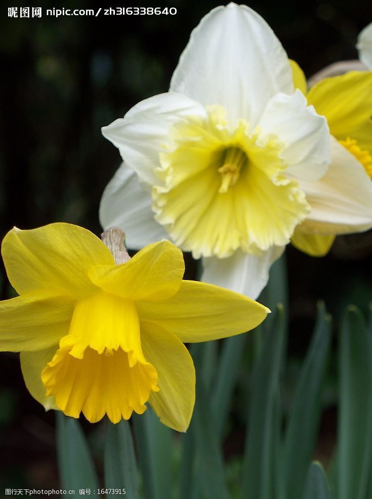 宁静黄水仙Daffodils图片
