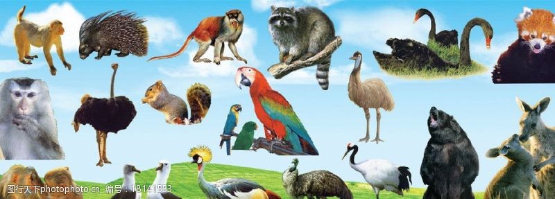 澳洲各种动物图片