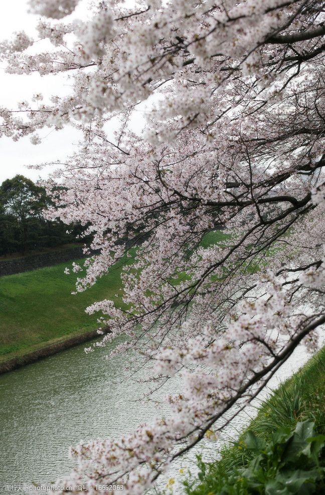 雲彩櫻花之美图片