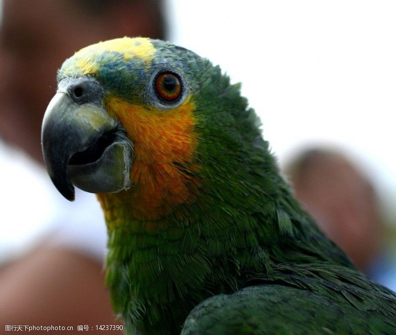 橙翅亚马逊鹦鹉图片素材