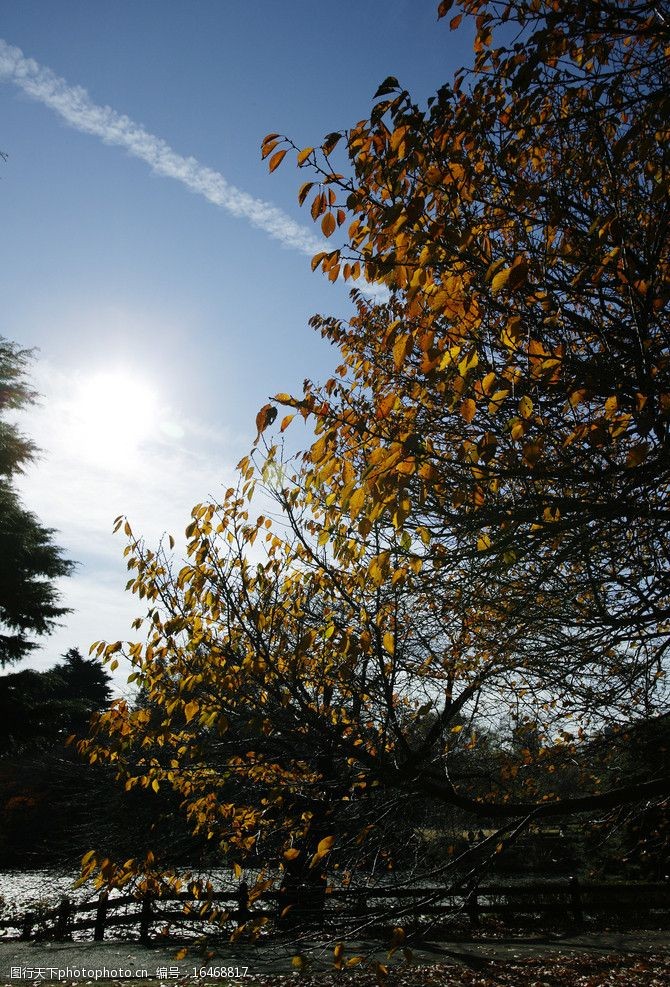 雲彩櫻之秋图片