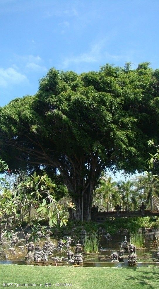巴厘岛大树图片