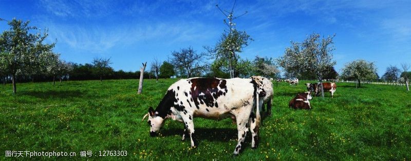 小牛马草原奶牛图片