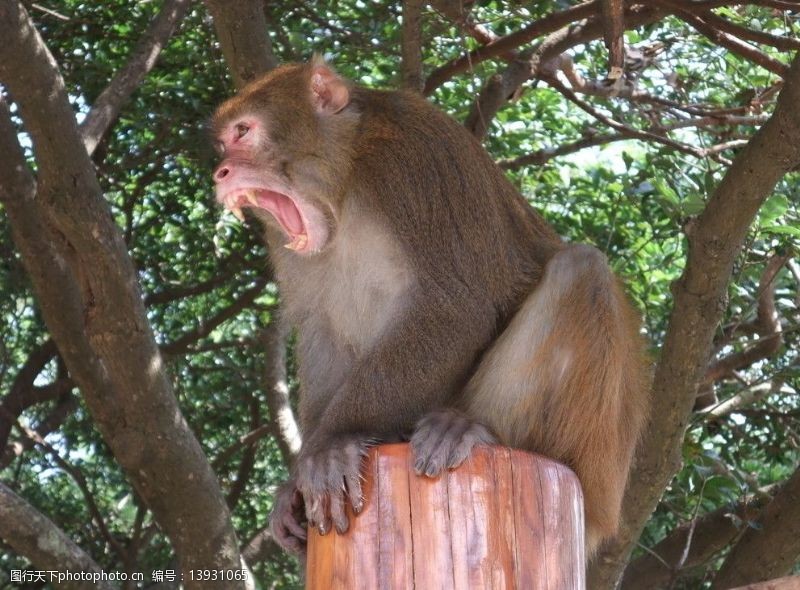 树桩猴猕猴图片
