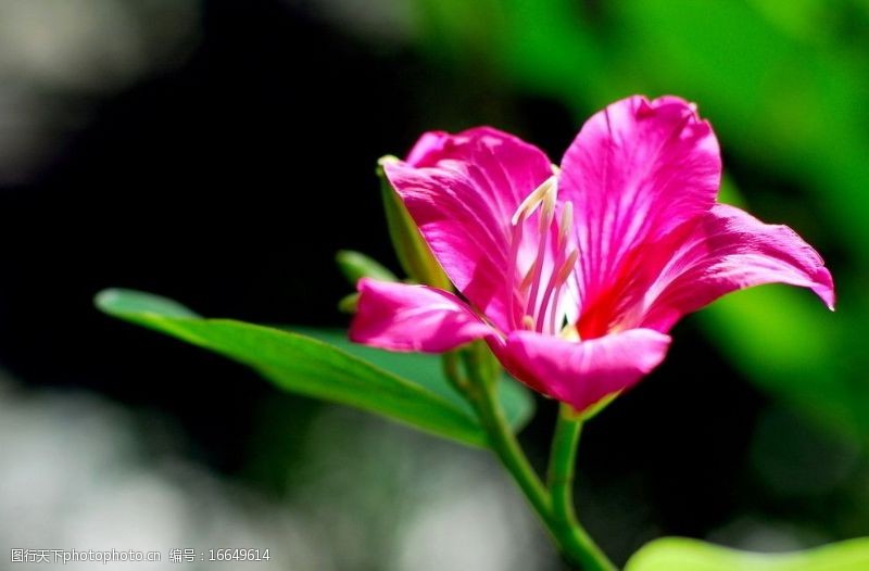 香港紫荆花图片